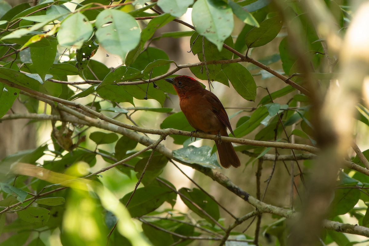 Red-crowned Ant-Tanager - ML562304261