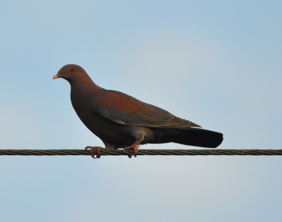 Red-billed Pigeon - ML56230431