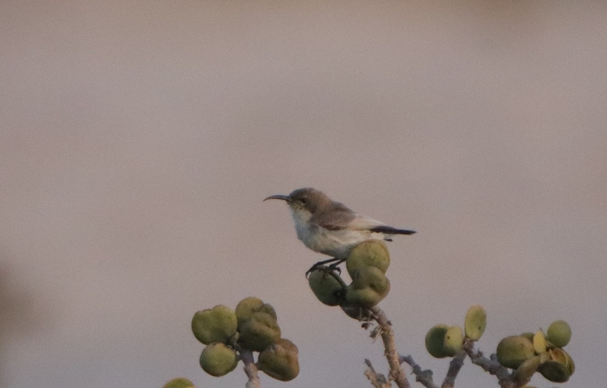 Dusky Sunbird - ML562304971