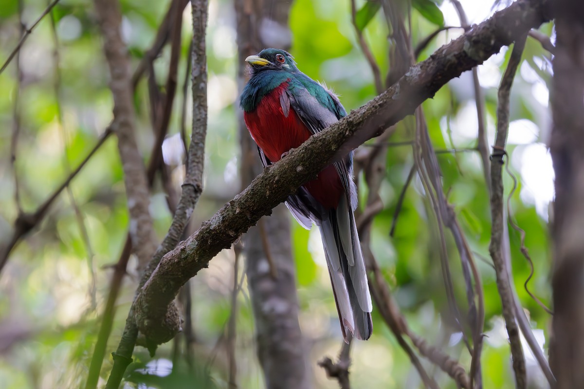 Narina Trogon - Steve Kelling