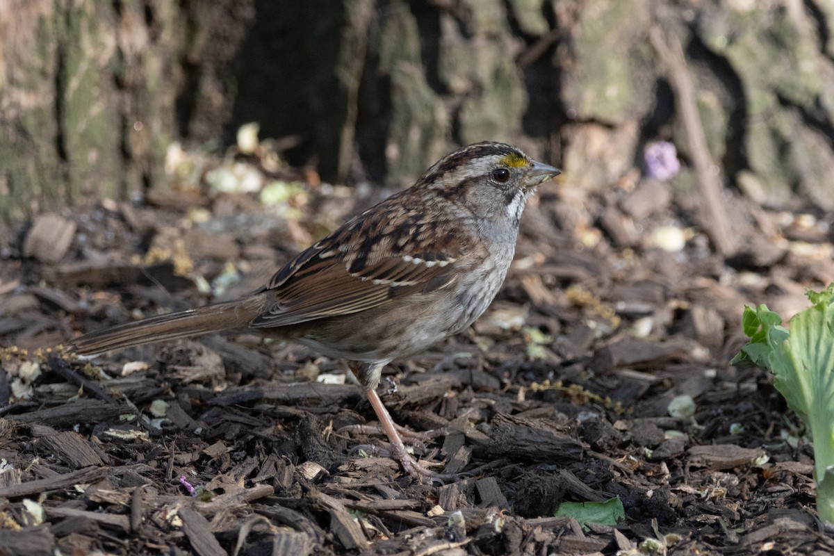 White-throated Sparrow - ML562305371
