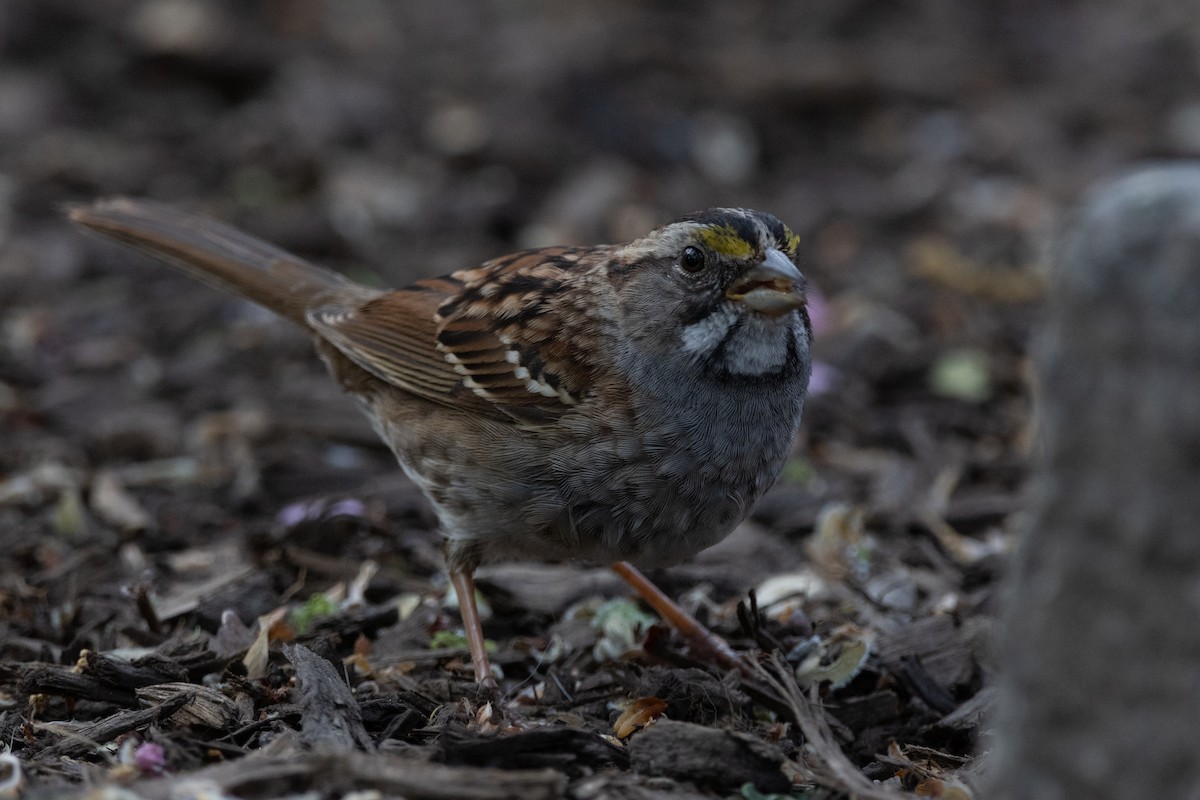 White-throated Sparrow - ML562305531