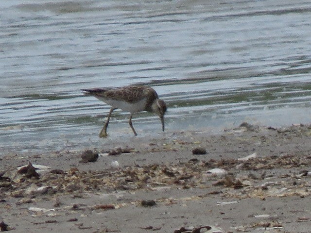 Graubrust-Strandläufer - ML562305811