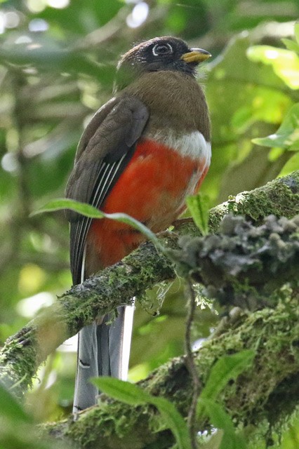 Collared Trogon - ML562306661