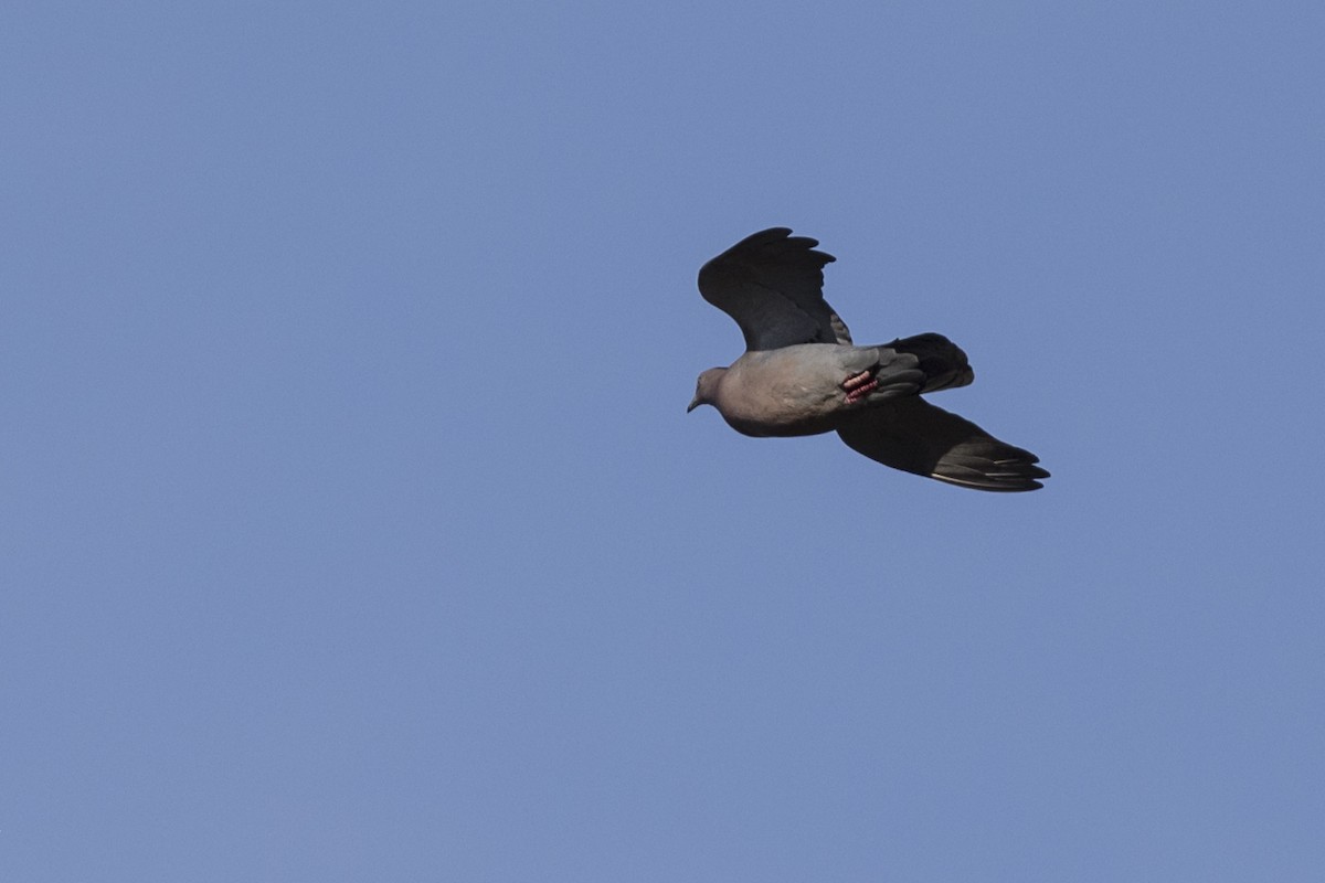 Plain Pigeon - ML562307191