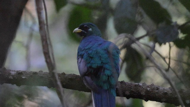 trogon africký - ML562308451