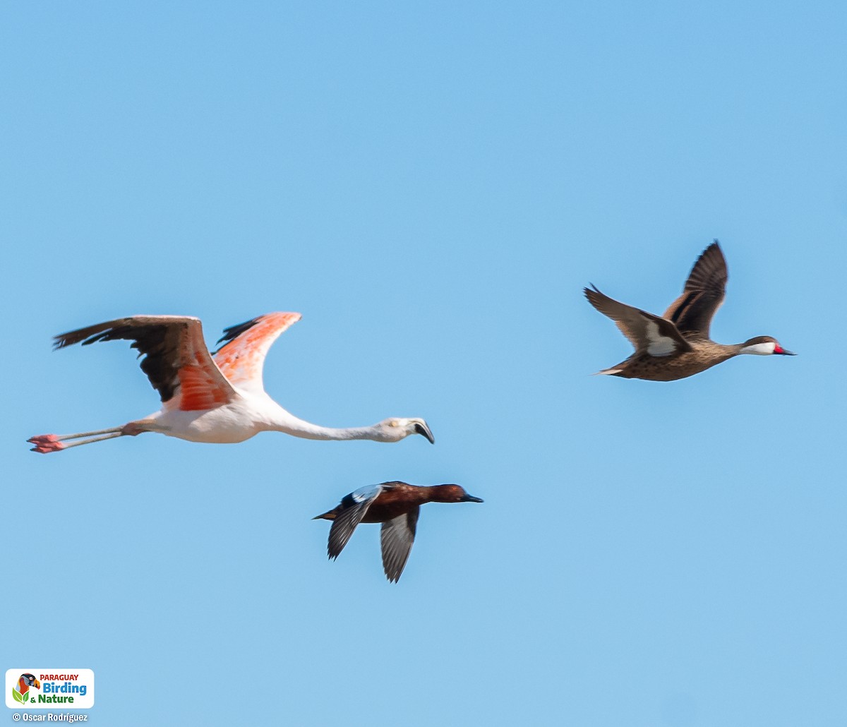 Cinnamon Teal - Oscar  Rodriguez CON-Paraguay Birding & Nature