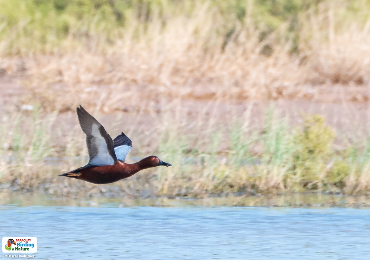 Cinnamon Teal - Oscar  Rodriguez CON-Paraguay Birding & Nature