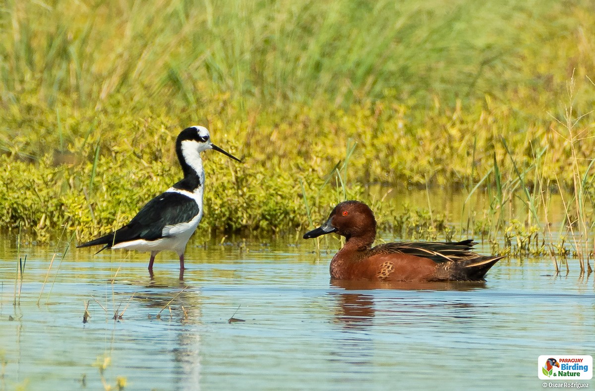 Cinnamon Teal - ML562308921