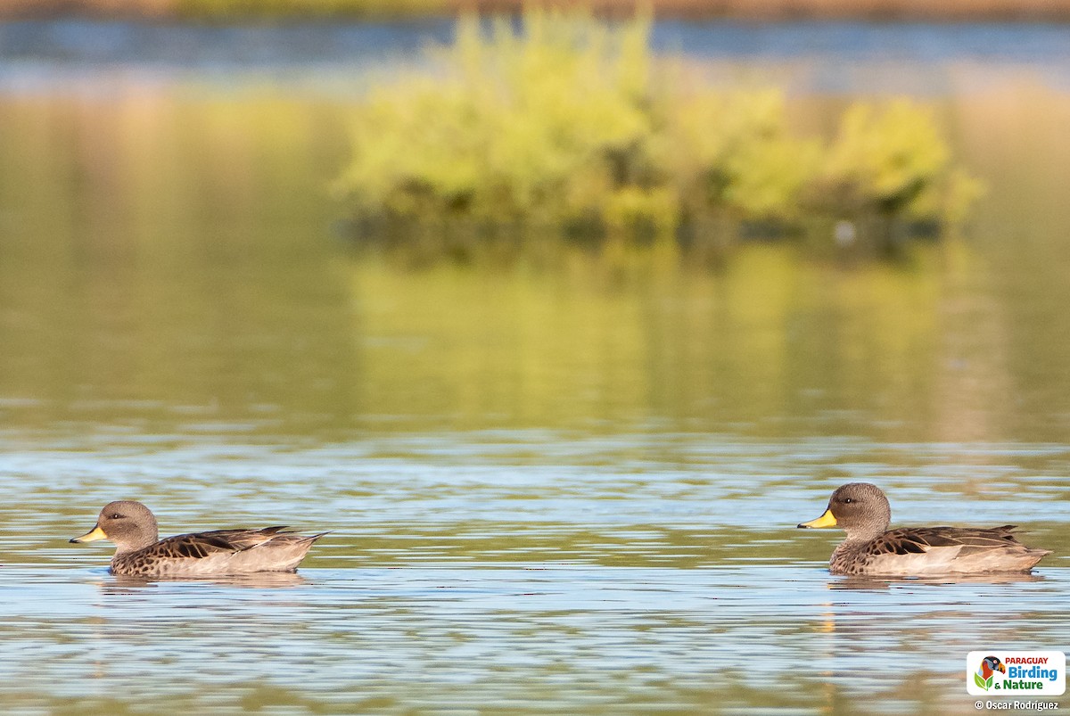 Yellow-billed Teal - Oscar  Rodriguez CON-Paraguay Birding & Nature