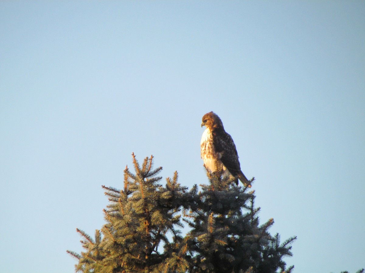 Red-tailed Hawk - Bryce Timmer