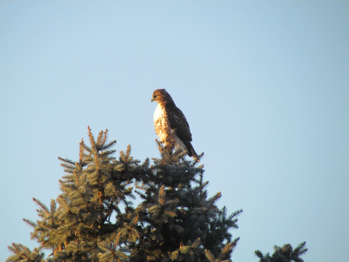 Red-tailed Hawk - Bryce Timmer