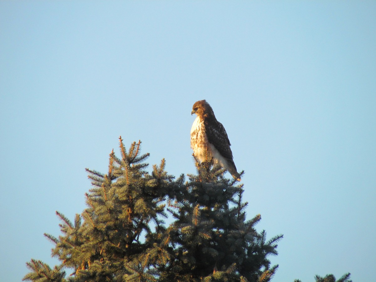 Red-tailed Hawk - Bryce Timmer