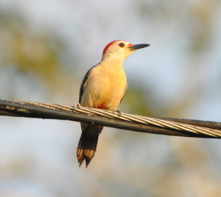 Golden-fronted Woodpecker - ML56231131