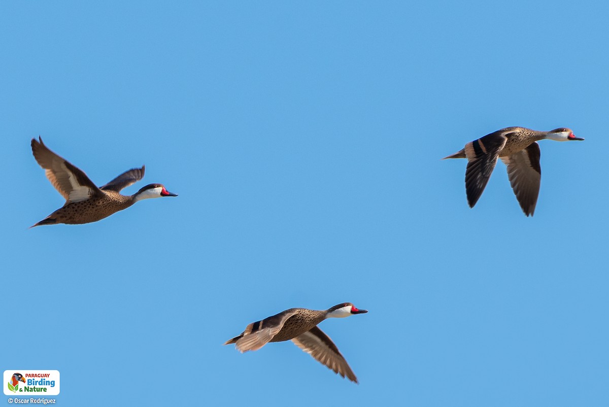 White-cheeked Pintail - Oscar  Rodriguez CON-Paraguay Birding & Nature