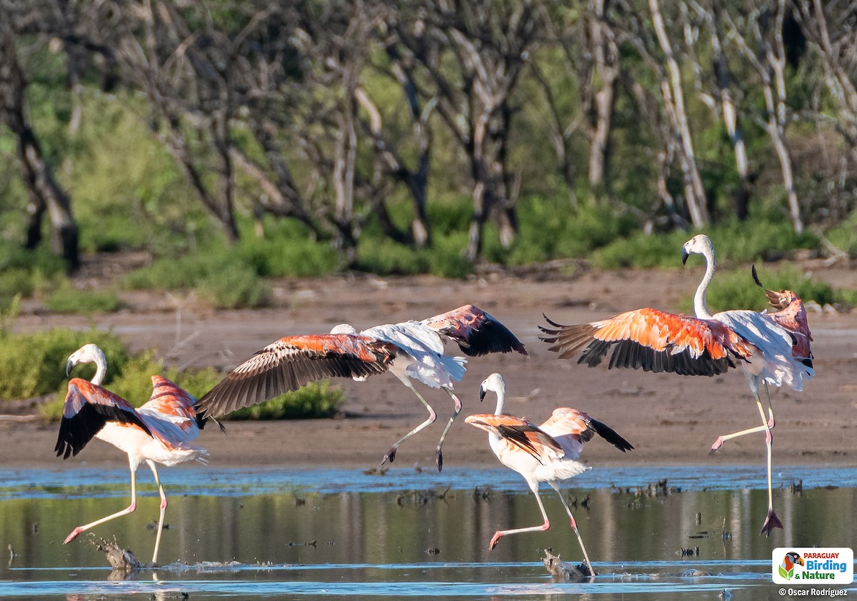 Chilean Flamingo - ML562311991