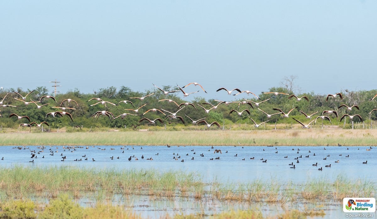 Chilean Flamingo - ML562312211