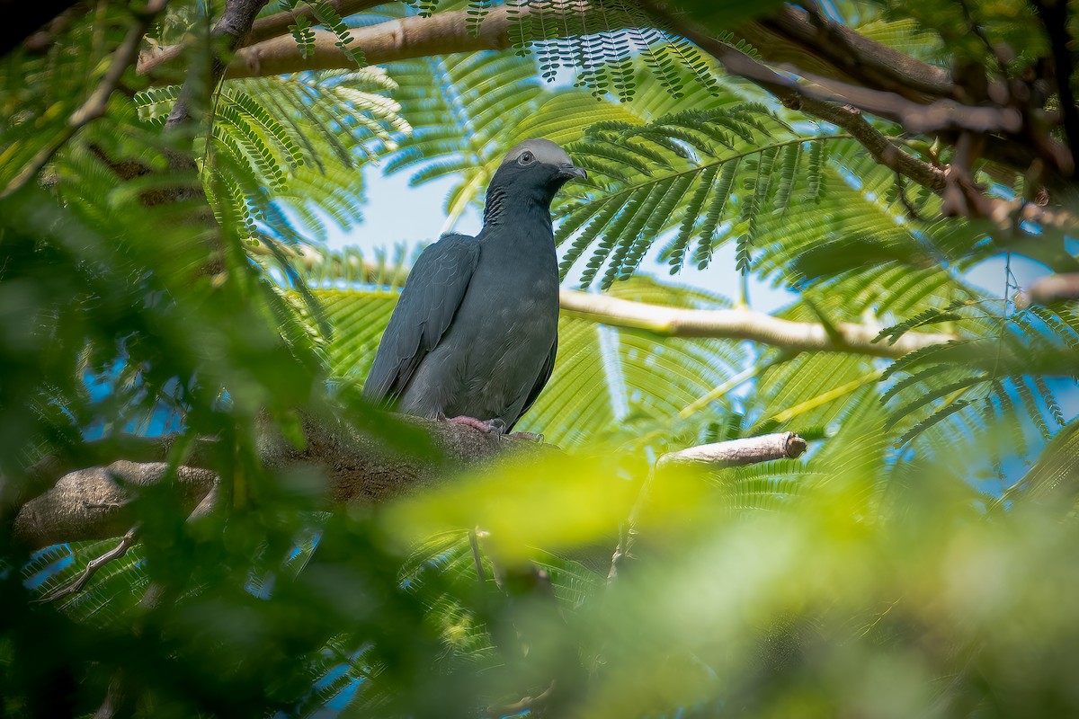 White-crowned Pigeon - ML562312271
