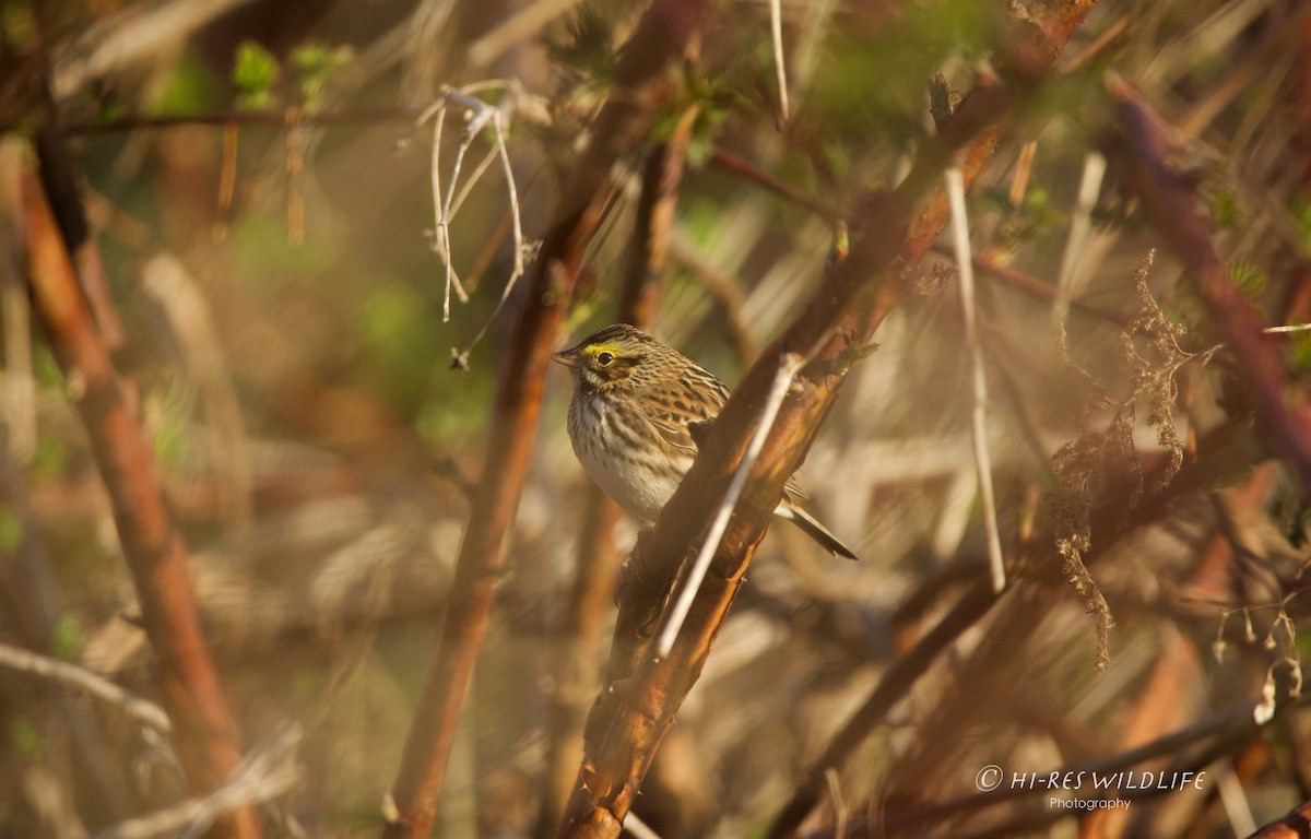 Savannah Sparrow - ML562312561