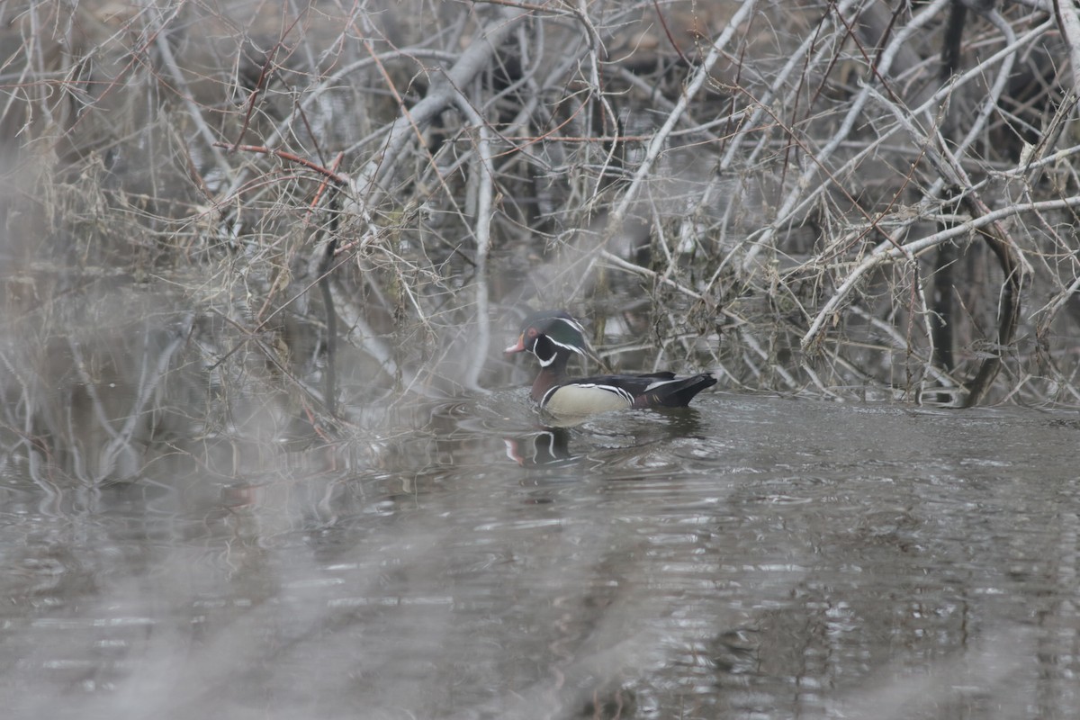 Wood Duck - ML562312731