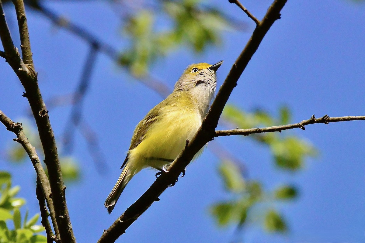 Ak Gözlü Vireo - ML562312941