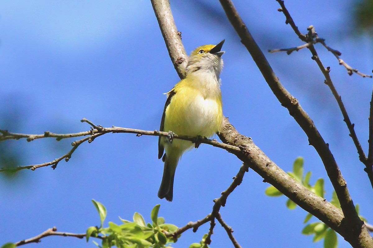 Ak Gözlü Vireo - ML562312951