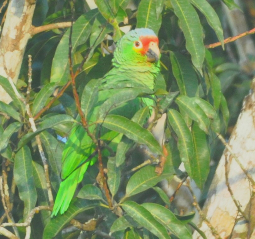 Red-lored Parrot - ML56231311