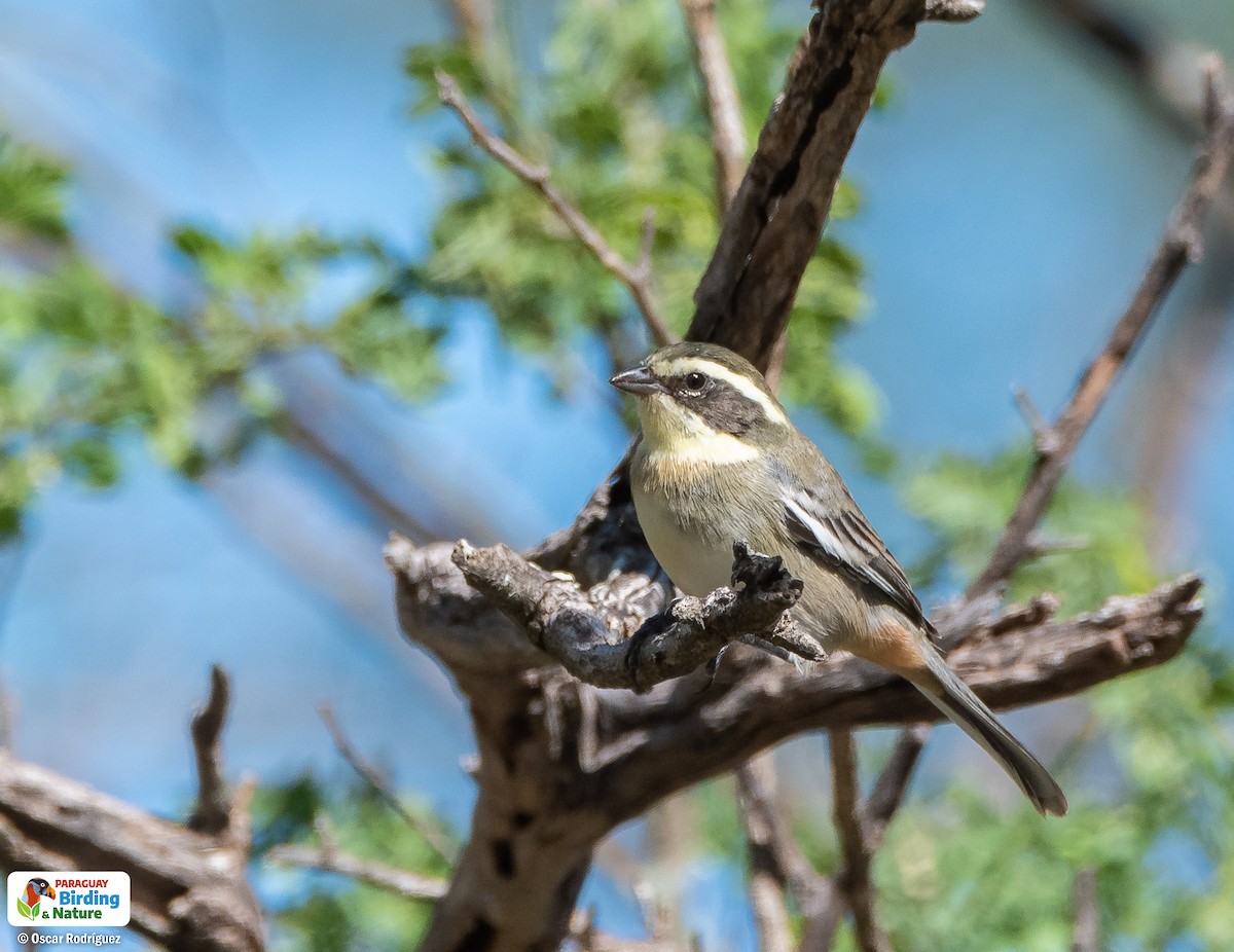 Monterita Acollarada - ML562313131