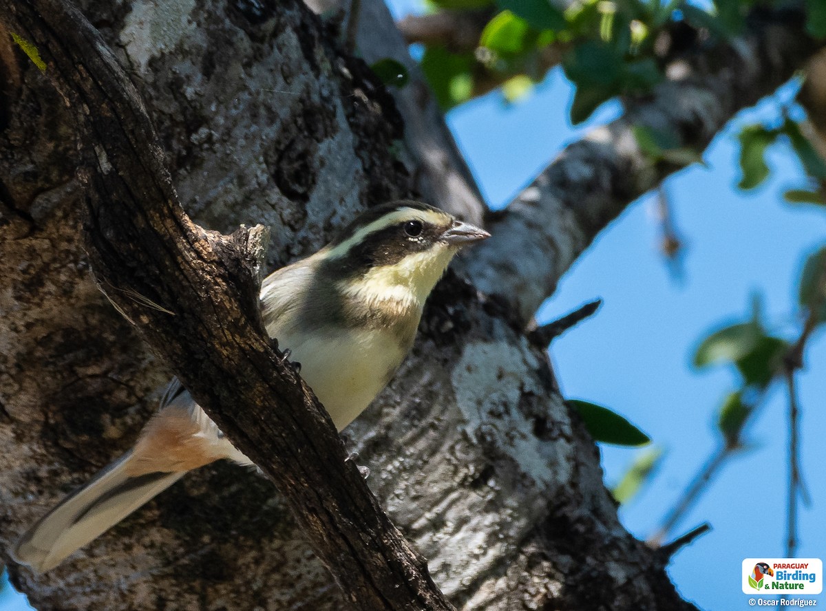 Monterita Acollarada - ML562313141