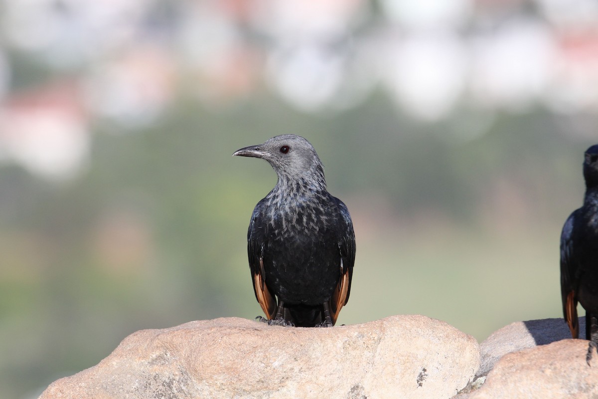 Red-winged Starling - ML562313571