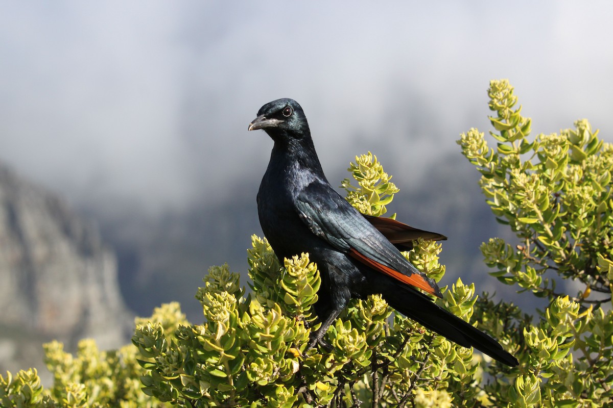 Red-winged Starling - ML562313581