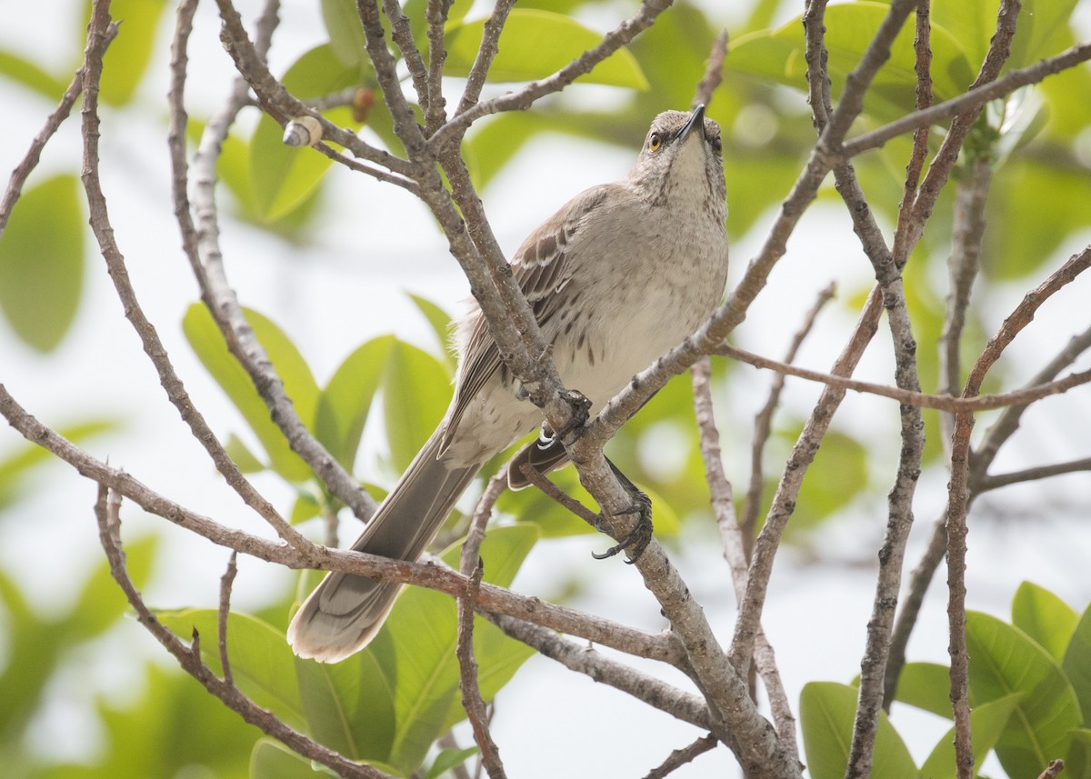 Bahama Mockingbird - Darren Clark