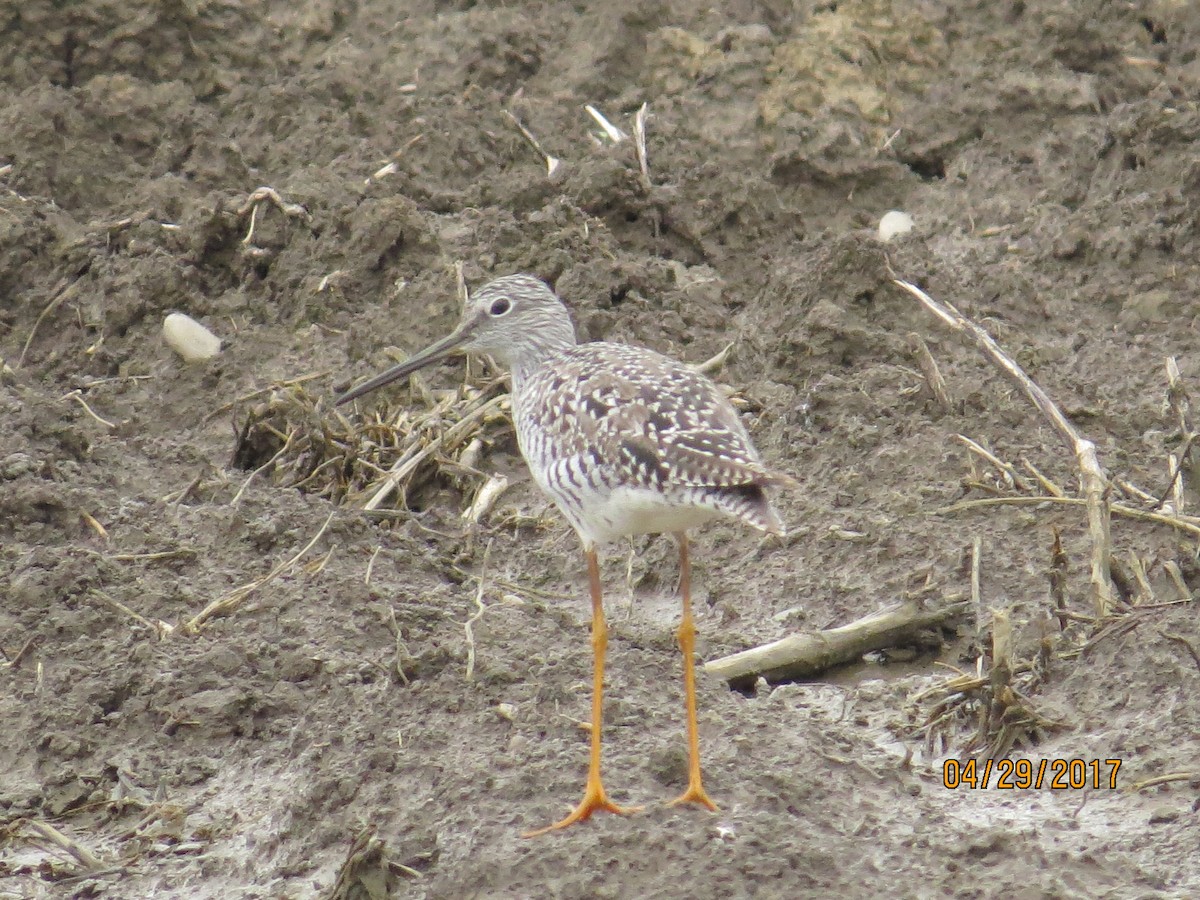 Greater Yellowlegs - ML56231431