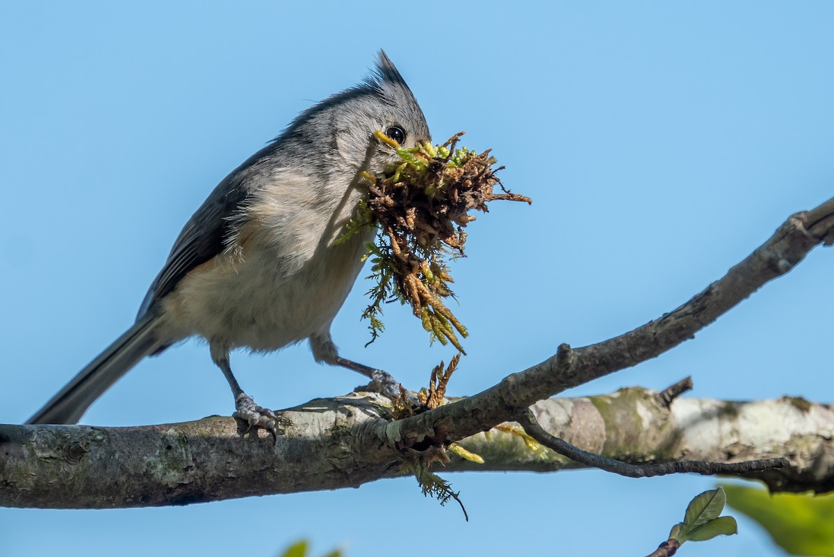 Tufted Titmouse - ML562314861