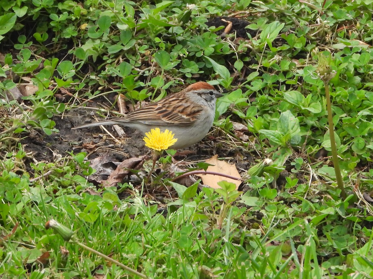 Chipping Sparrow - ML562315781