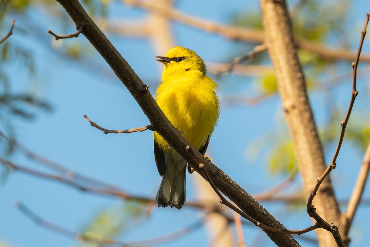 Blue-winged Warbler - Mitchell Goldfarb