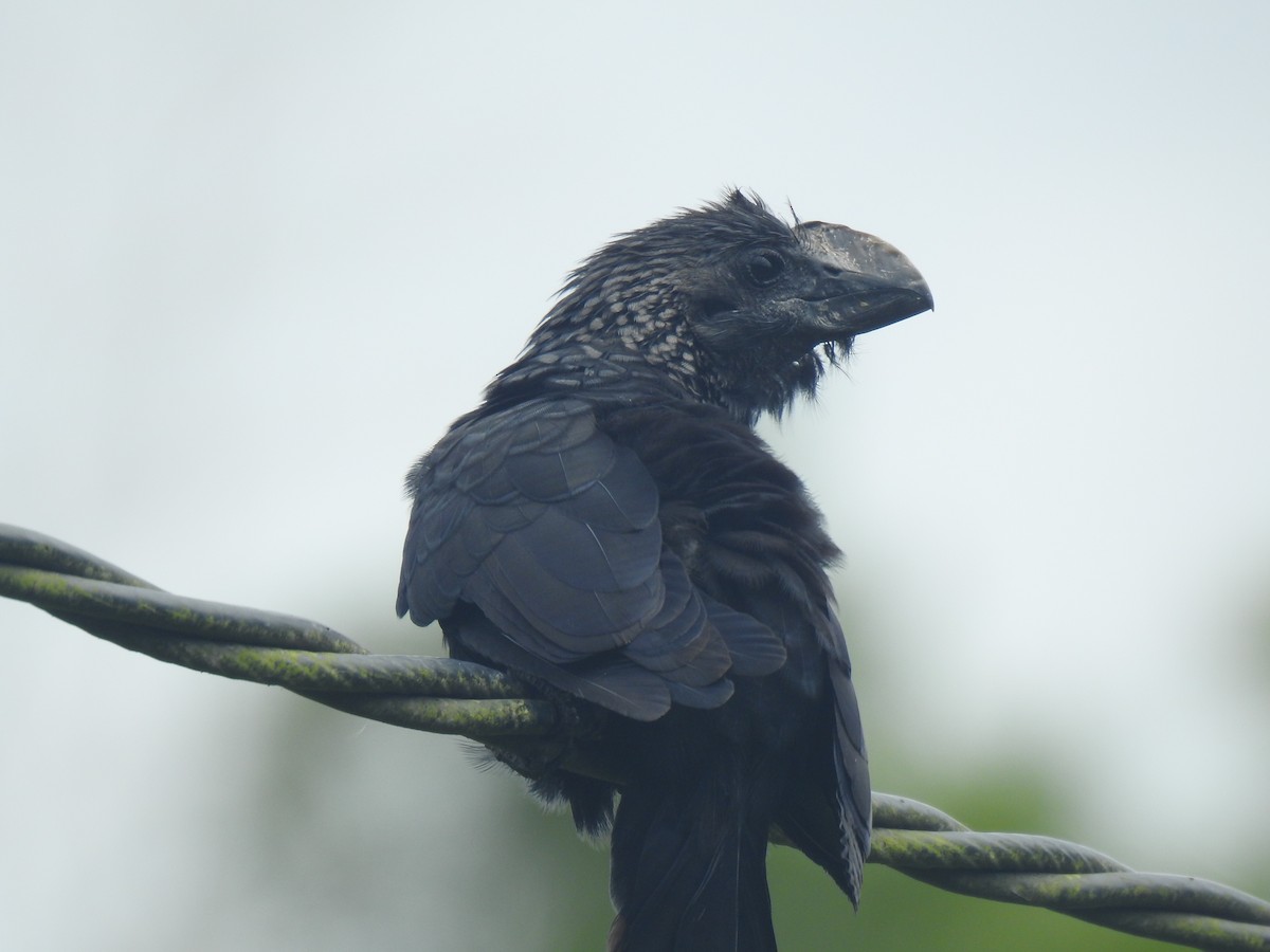 Smooth-billed Ani - ML562317461