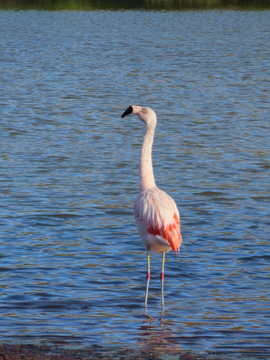 Chilean Flamingo - ML562320141