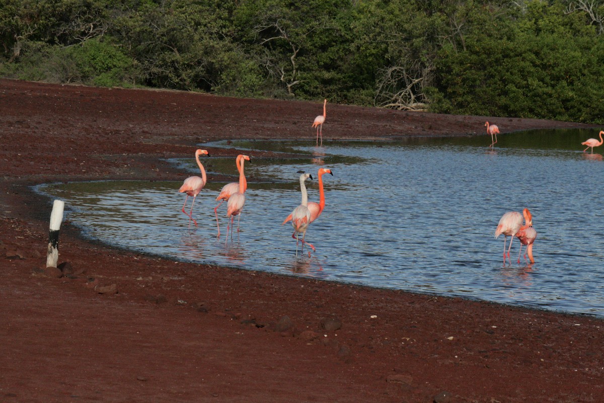 Chilean Flamingo - ML562320471