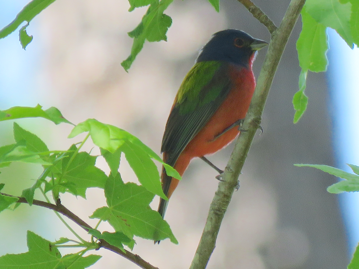 Painted Bunting - ML562320791