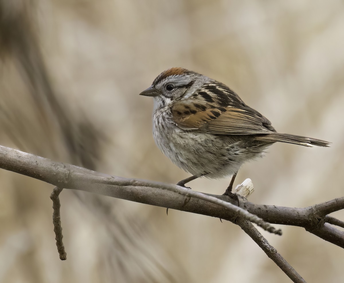 Swamp Sparrow - ML562321511