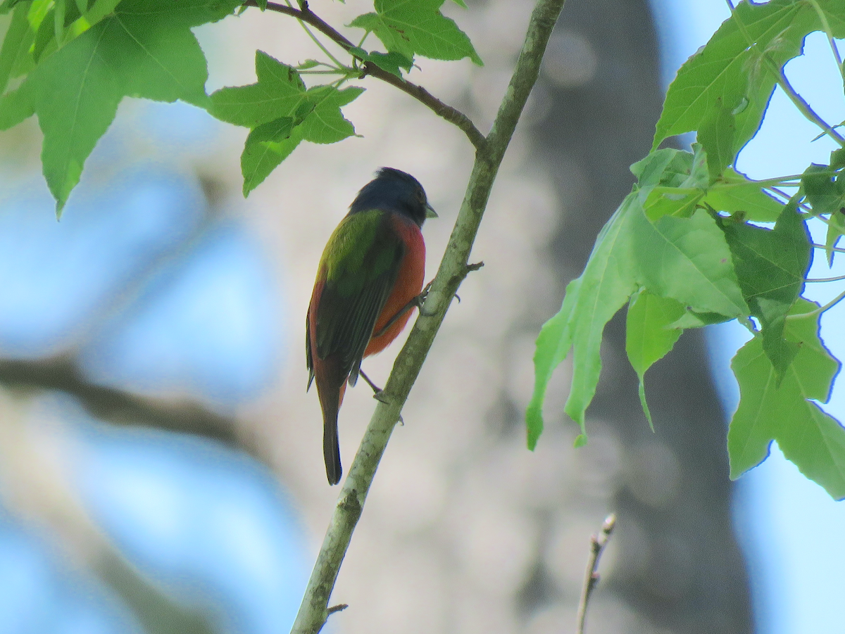 Painted Bunting - ML562321631