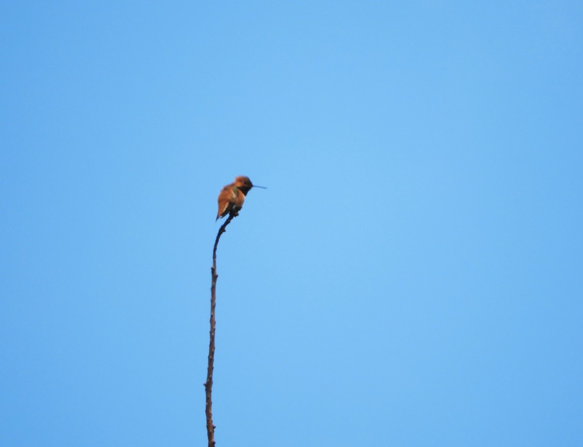 Rufous Hummingbird - Leonel Richard