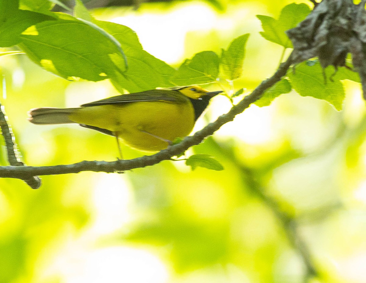 Hooded Warbler - ML562324561