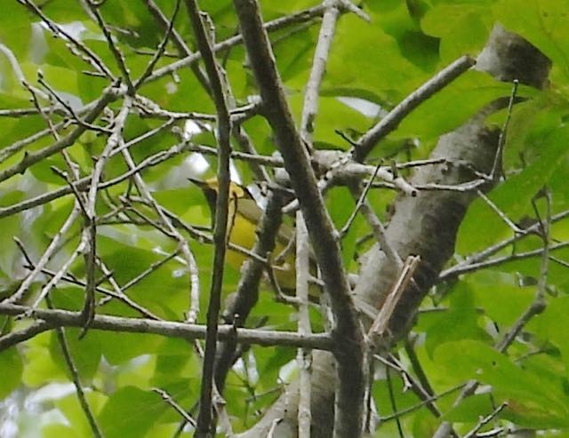 Hooded Warbler - ML562324921