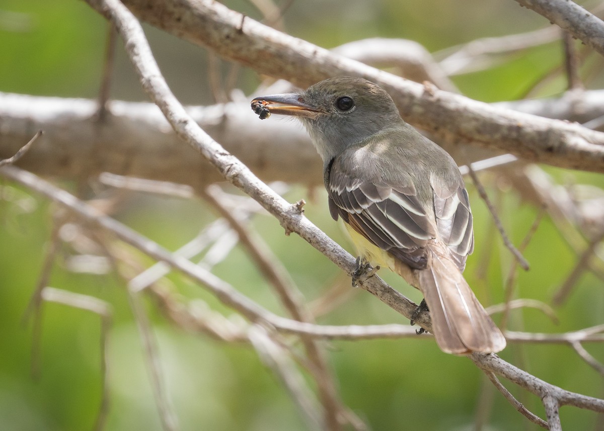 Great Crested Flycatcher - ML56232521