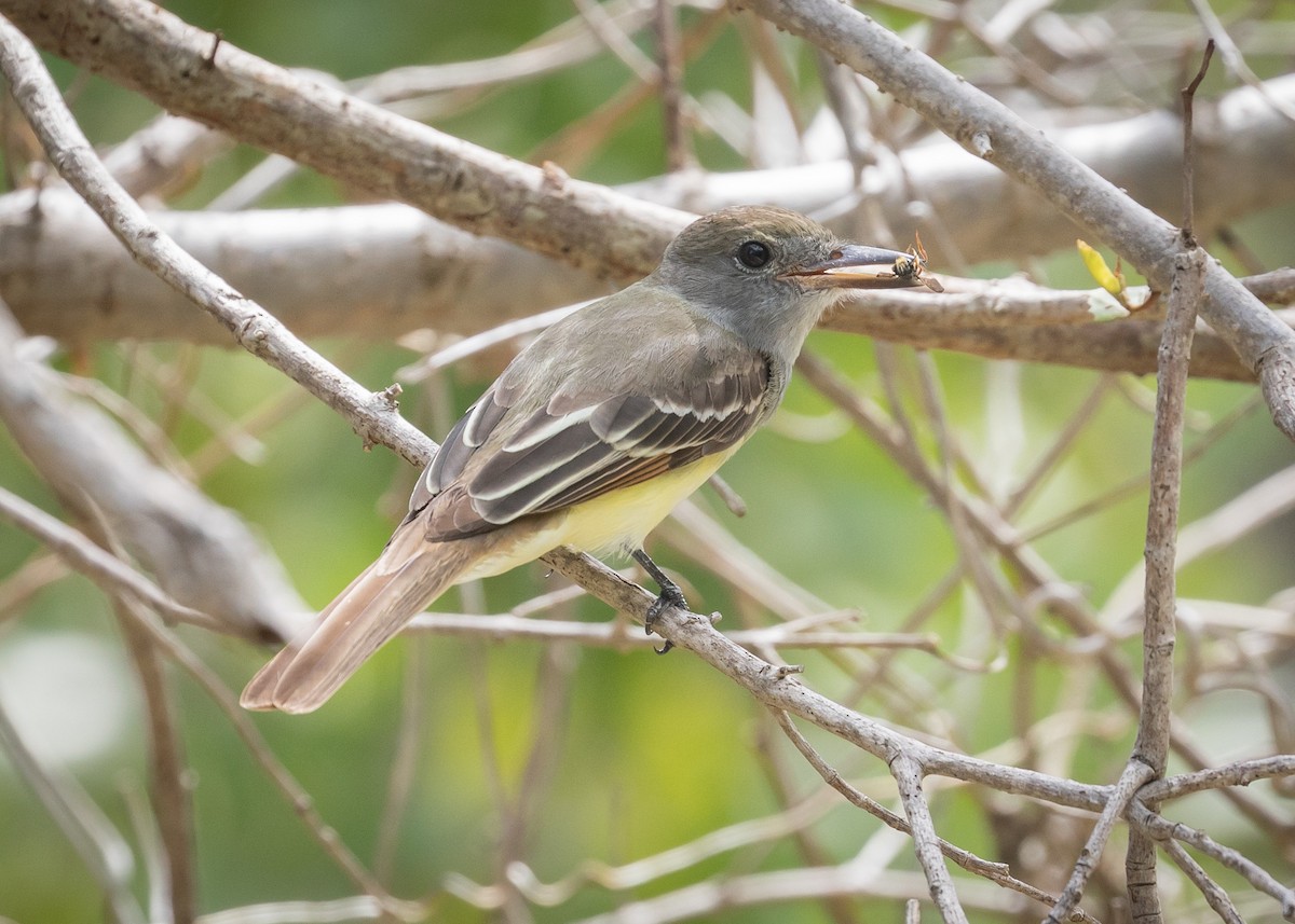 Great Crested Flycatcher - ML56232531