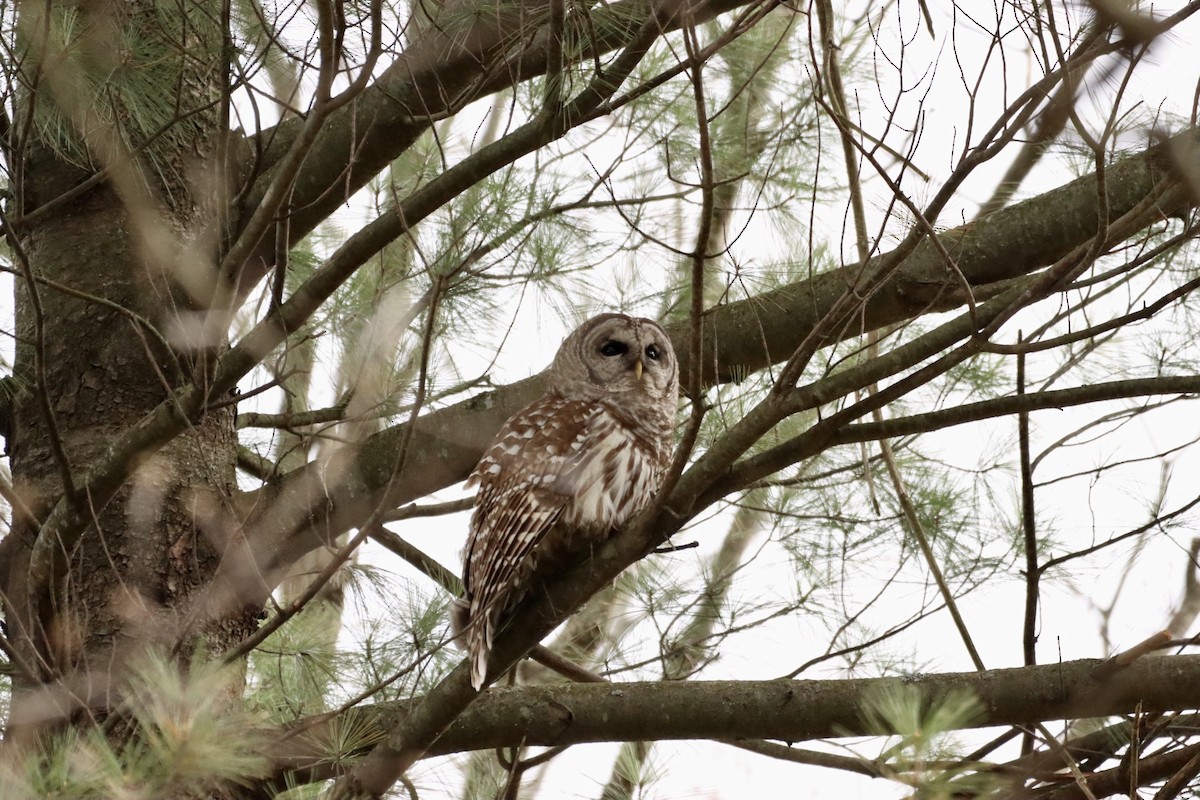 Barred Owl - ML562326531