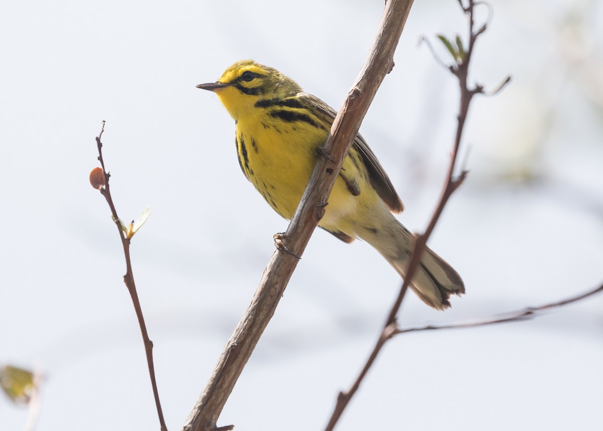 Prairie Warbler - ML56232681