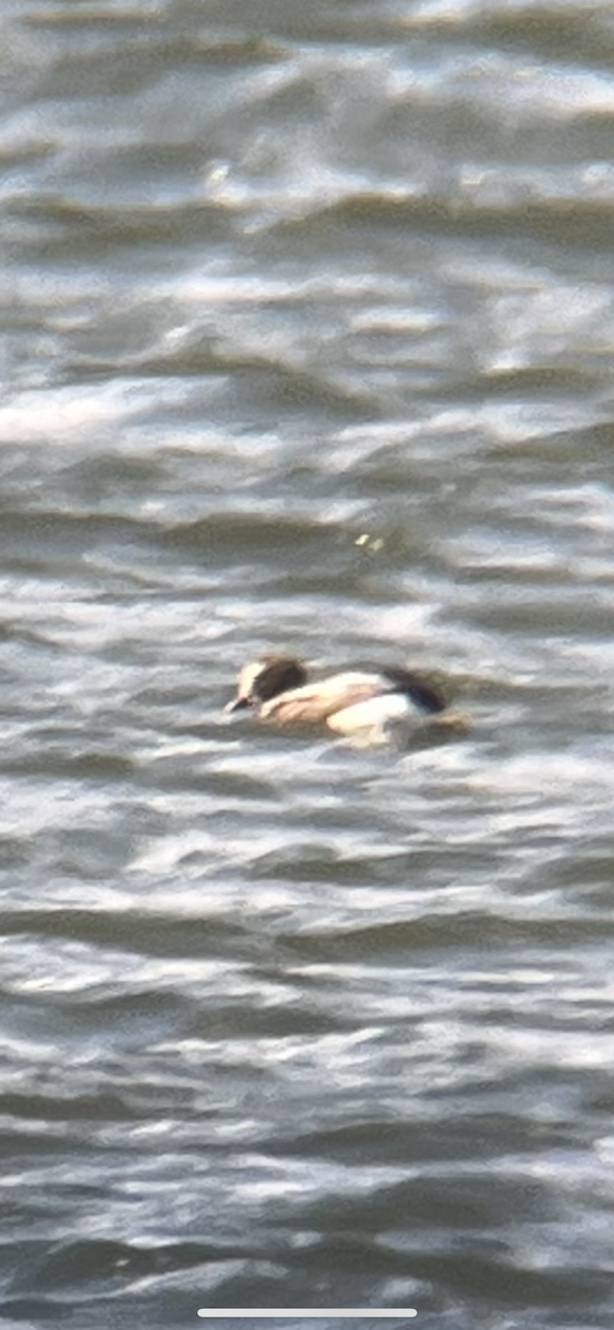 Long-tailed Duck - ML562326971